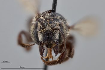Media type: image;   Entomology 16201 Aspect: head frontal view